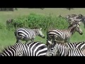 Tanzania 2018 - Serengeti - Zebras Playing