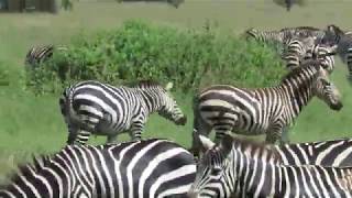 Tanzania 2018 - Serengeti - Zebras Playing