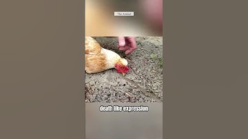 The Shocking Truth Behind Chicken Hypnosis! #shorts