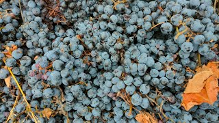 11 ноября 2023 виноград Мерло, технический, для вина купить в Санкт-Петербурге