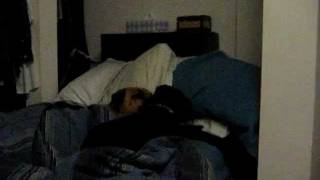 Wiener Dog smothers Boxer Bordercollie Wiener Dog smothers Boxer Bordercollie