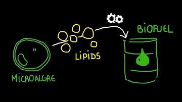 Micro-algae for tomorrow (Draw My PhD with Sakina Bensalem)