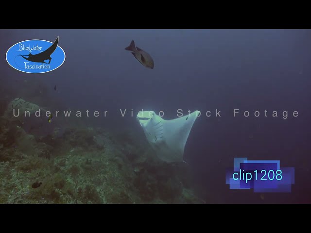1208_Manta Ray swimming up coral reef. 4K Underwater Royalty Free Stock Footage