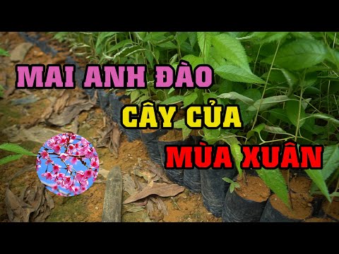 Cây Giống Mai Anh Đào – Cây Mộng Mơ, Cây Của Mùa Xuân