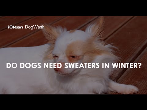 वीडियो: क्या सर्दियों में कुत्तों को स्वेटर चाहिए?