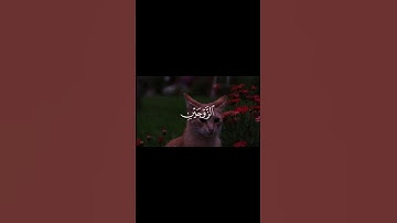 سورة القيامة🤍🎧.#المنشاوي #قرآن #fpyシviral #foryoupage #قران_كريم #fpy #الهم_صل_على_محمد_وأل_محمد