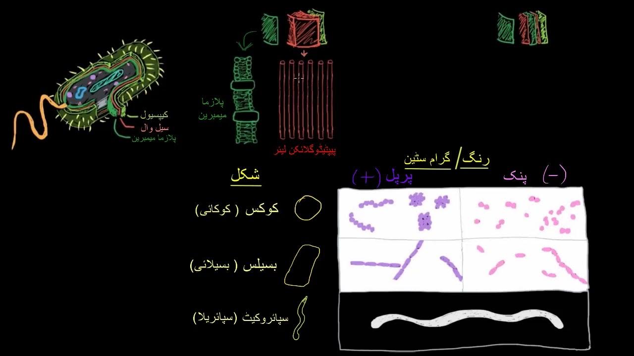 Bacterial characteristics Gram staining Cells MCAT Khan Academy