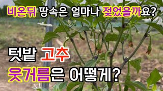 텃밭 고추 웃거름으로 뭘 줄까요 (2022.6.16)