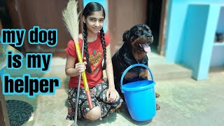 My dog Jerry helps me for my work ||well trained rottweiler dog||best protection dog breed