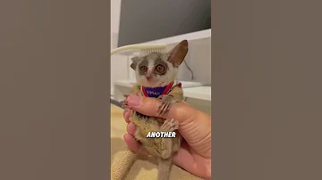 Galago Has Strong Jumping Ability Animals Funnyanimal Cute Funny Galago 