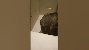 Обыкновенный канюк. Ест.