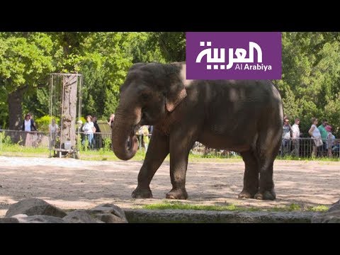 فيديو: حديقة التايلاندية في برلين