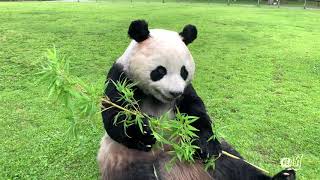 「究極のパンダ着ぐるみ」プロジェクト / プレリリース映像【 Part 1 】