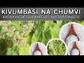 KIVUMBASI NA CHUMVI YA MAWE KATIKA MVUTO NA MAPENZI