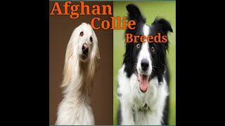 Afghan Collie | Afghan Collie Breeds by BestBreds 94 views 9 months ago 7 minutes, 45 seconds