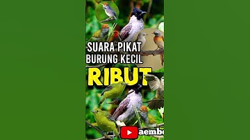 Suara pikat burung kecil ribut#pikatanburung #suarapikatburungkecil #pikatsirtu #burungkicau