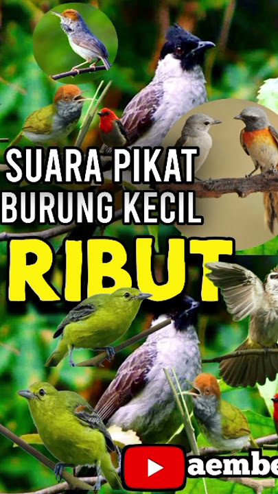 Suara pikat burung kecil ribut#pikatanburung #suarapikatburungkecil #pikatsirtu #burungkicau