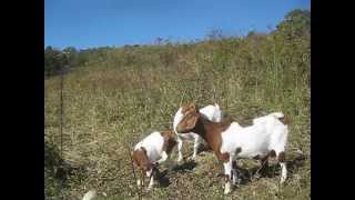 Goats clearing brush from the Pond Hill 2 MVI_0113.AVI