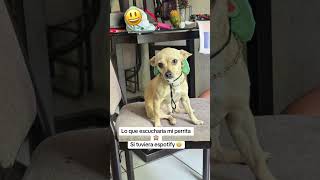 Mi amor #viralshort #chihuahuafanclub #perros #cachorrosdivertidos #fypシ #memes #suscribense #pets