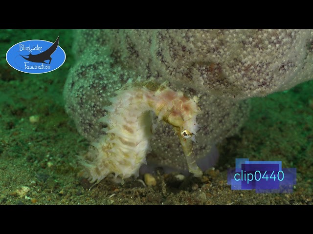 0440_White thorny Seahorse. 4K Underwater Royalty Free Stock Footage.