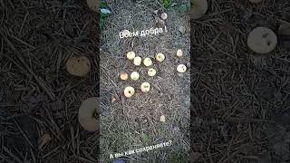самый хороший способ сохранить яблоки
