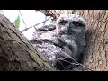 Infant Tawny Frogmouth bird in nest grooming and watching - Podargus strigoides