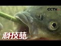 《科技苑》乡村治污绿智慧 猪粪变 鱼儿跳 20190319 | CCTV农业