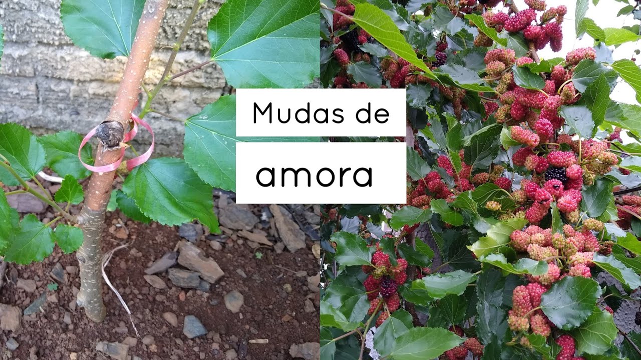 Como plantar AMOREIRA - plantio da AMORA - YouTube