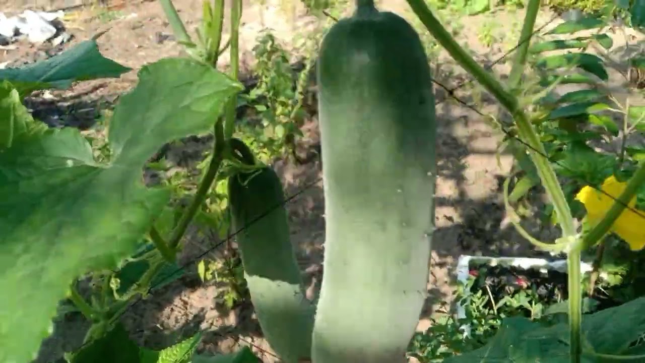 ปลูกแตงร้านในกระถางดกดีมาก