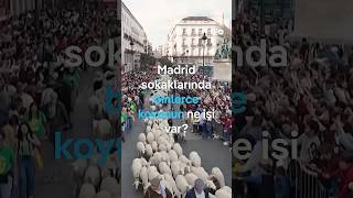 Madrid Sokaklarında Binlerce Koyunun Ne Işi Var?