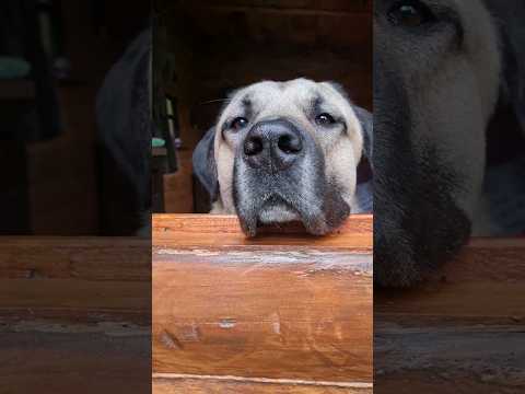 Aslan on holiday 🤗 #kangal #ilovemydog #dog #reactivedog #anadoluçobanköpeği