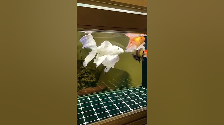 Beautiful White Koi Fish 😍