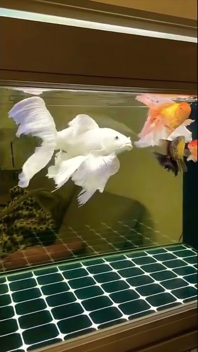 Beautiful White Koi Fish 😍