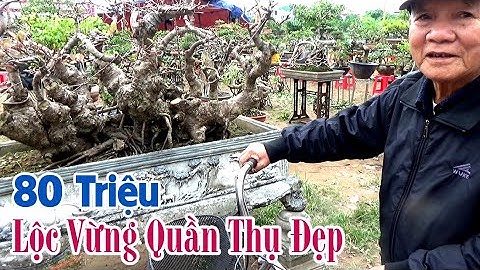 80 Triệu Cây Lộc Vừng Quần Thụ Đẹp Triển Lãm Bonsai Thái Bình 2020