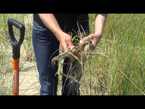 Harvesting and Planting Marram Grass (American Beach Grass)