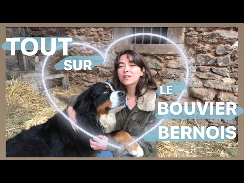 Vidéo: Le Bouvier Bernois Greta Commence à Se Remettre D'un AVC Avec Le Soutien De La Communauté