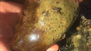 Stamp River Stream Ecology Documentation