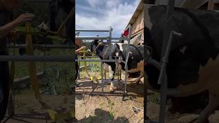 Treating A Cow's Hooves In A Machine