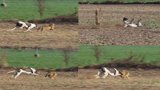 Greyhound Hunting 2022 | Dog race | Coursing | Racing | Wild rabbit | New Khargosh Ka Shikar 2022