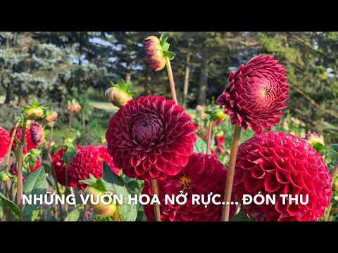 Video: Làm Thế Nào để đến Lễ Hội Làm Vườn Mùa Hè ở Riga