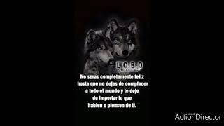 imágenes con frases de lobos //gallo mx