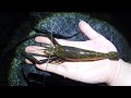 巨大なテナガエビが獲れました!