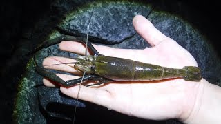 巨大なテナガエビが獲れました!