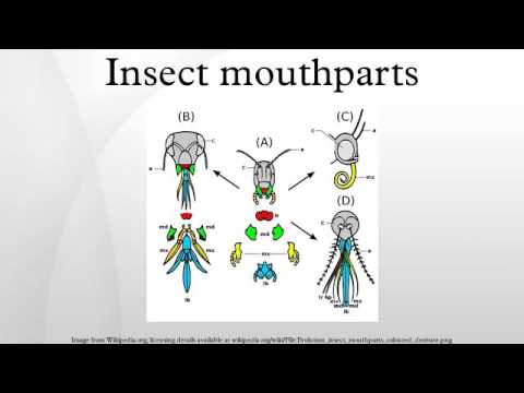 Insect mouthparts - YouTube