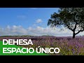 Dehesa espacio nico y mgico  free documentary nature   espaol