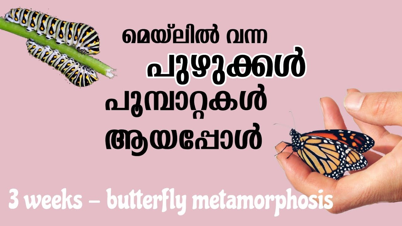 Butterfly metamorphosis Science experiment for kids Butterfly life