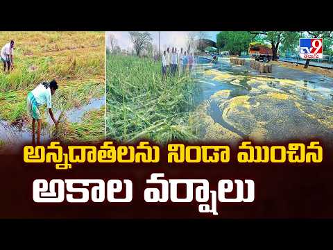 Heavy Rains Destroy Crops : అన్నదాతలను నిండా ముంచిన అకాల వర్షాలు - TV9 - TV9