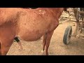 Best horses meet 2022  beautiful new style horse meet mating  village horse farm