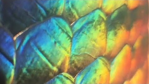 Snake Shines Like A Rainbow