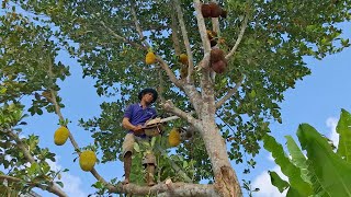 Cưa cây Mít còn nhiều trái / Sawing the Jackfruit tree still has many fruits | T603